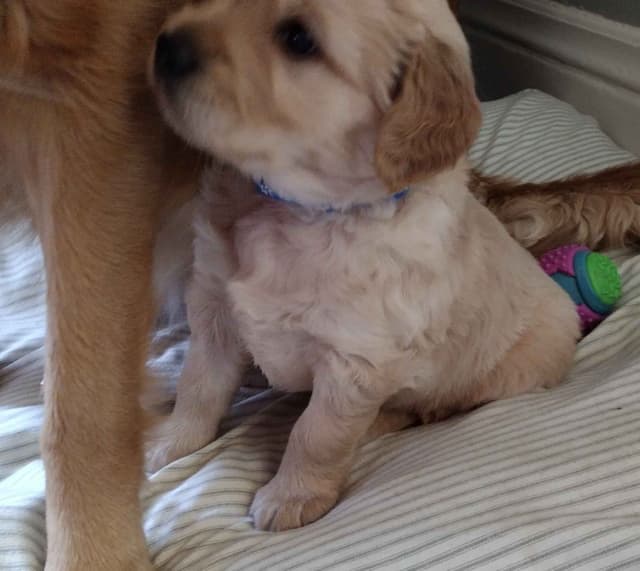 Male Golden Retriever Puppy media 6