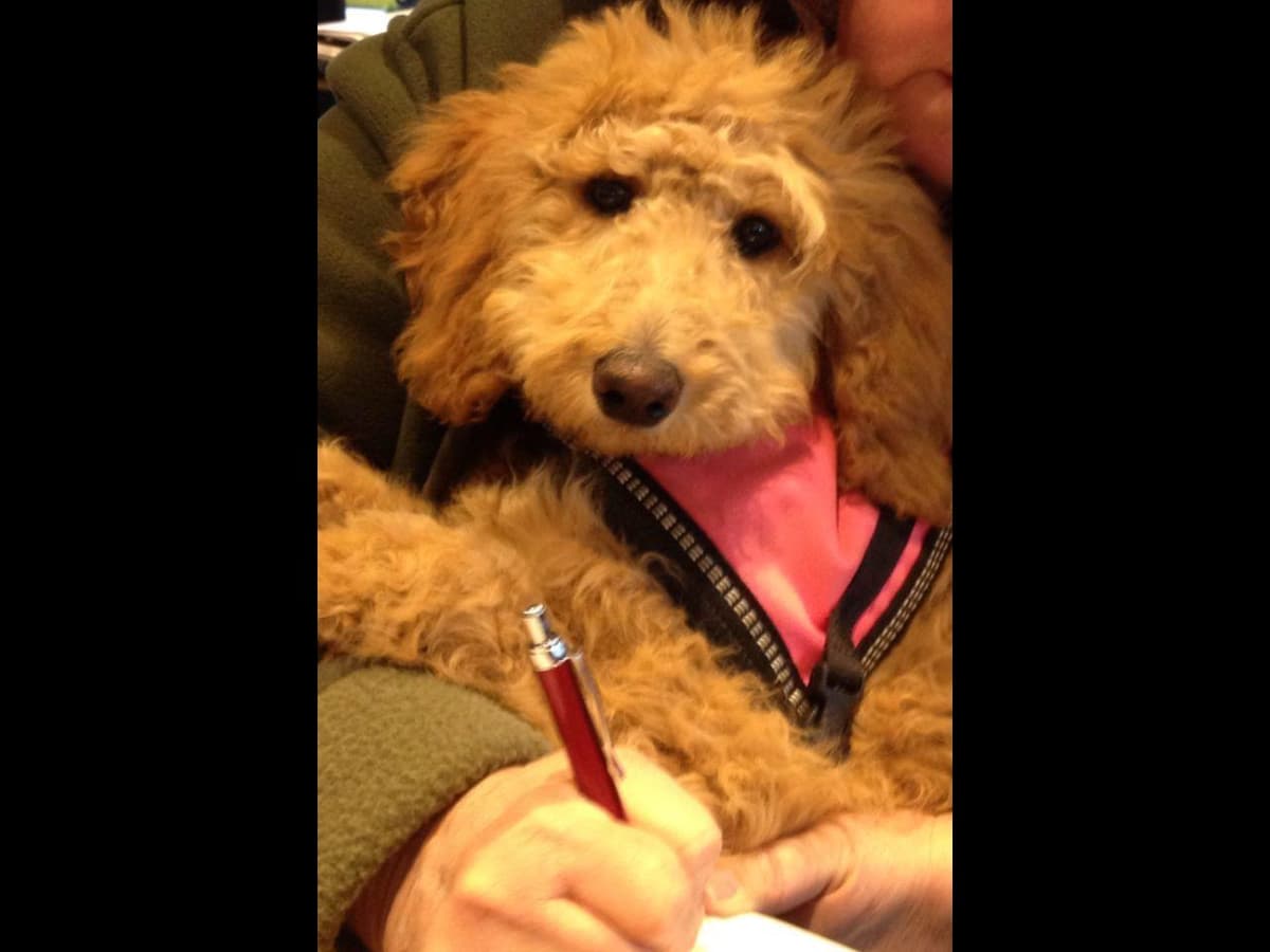 3 boys 2 girls- Beautiful adorably sweet potty trained breeder image 18