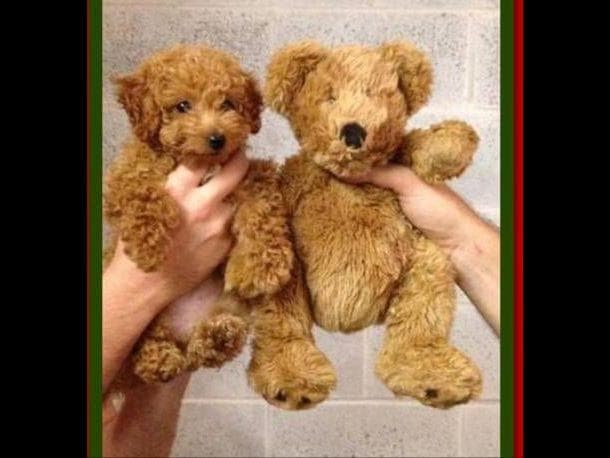 3 boys 2 girls- Beautiful adorably sweet potty trained breeder image 4
