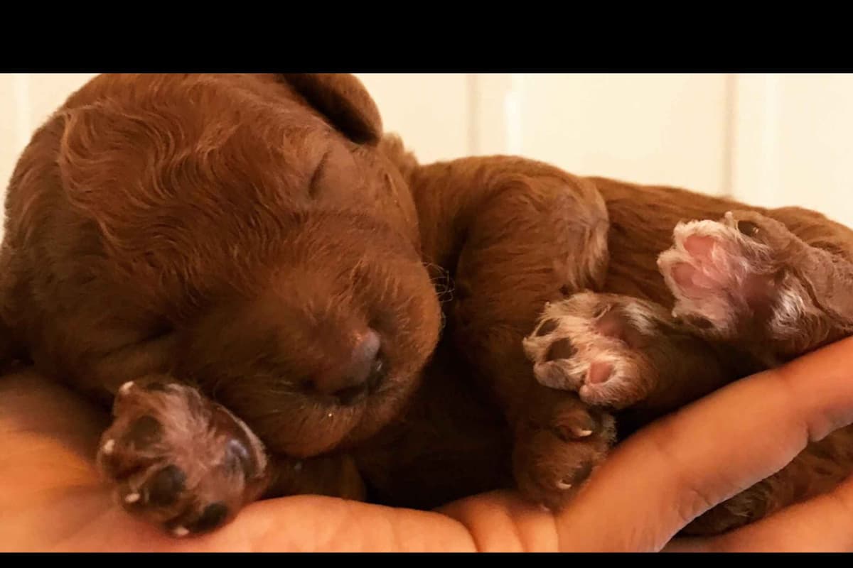 3 boys 2 girls- Beautiful adorably sweet potty trained breeder image 25