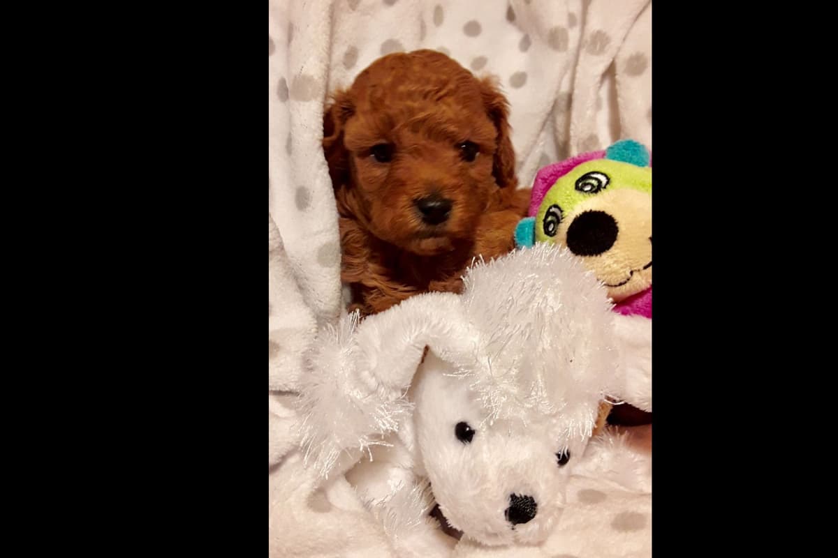 3 boys 2 girls- Beautiful adorably sweet potty trained breeder image 12
