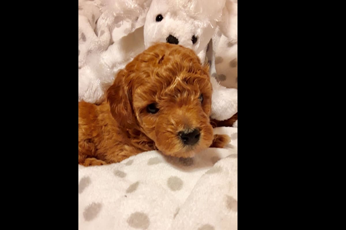 3 boys 2 girls- Beautiful adorably sweet potty trained breeder image 11