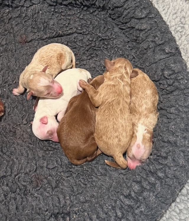 3 boys  2 girls- Beautiful adorably sweet potty trained media 11