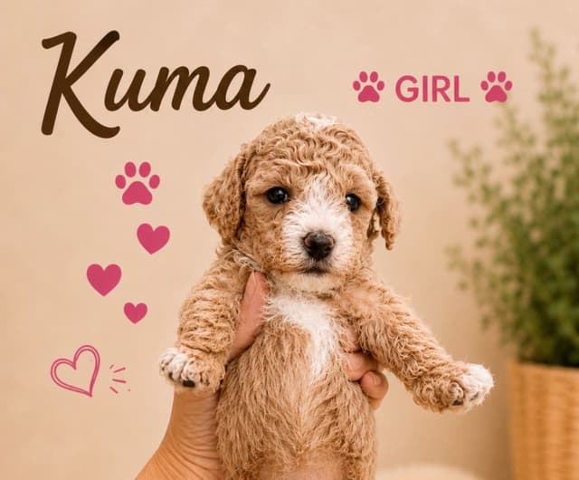 3 boys  2 girls- Beautiful adorably sweet potty trained media 5