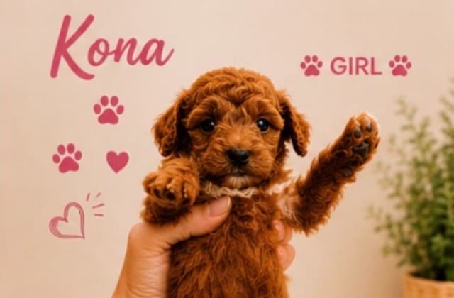 3 boys  2 girls- Beautiful adorably sweet potty trained media 6