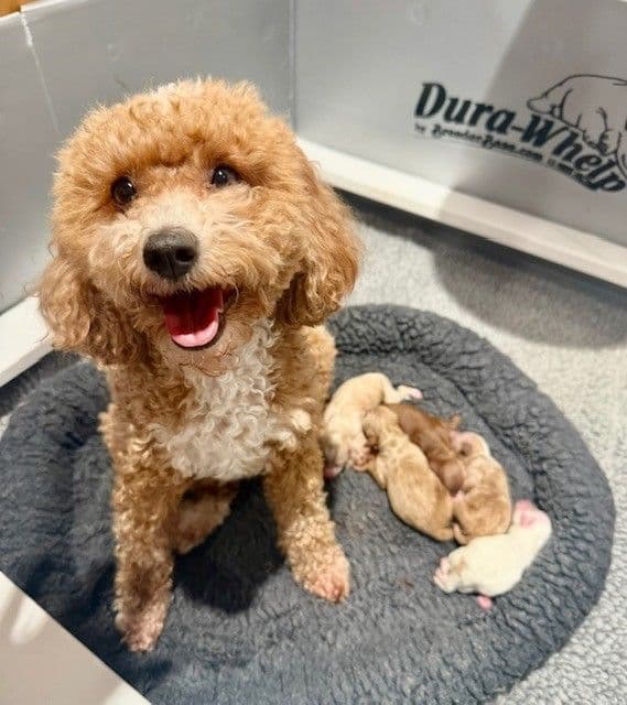 3 boys 2 girls- Beautiful adorably sweet potty trained breeder image 6