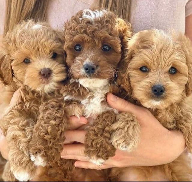 3 boys 2 girls- Beautiful adorably sweet potty trained breeder image 5