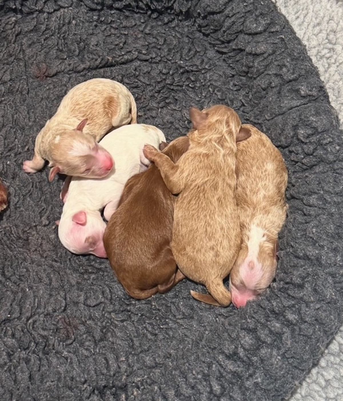 3 boys 2 girls- Beautiful adorably sweet potty trained breeder image 7