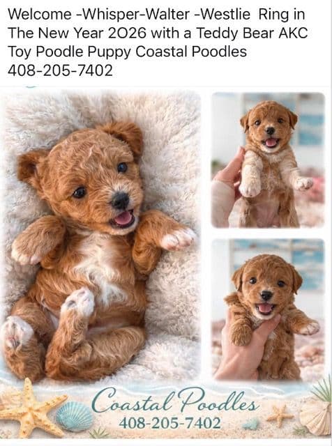3 boys 2 girls- Beautiful adorably sweet potty trained breeder image 9