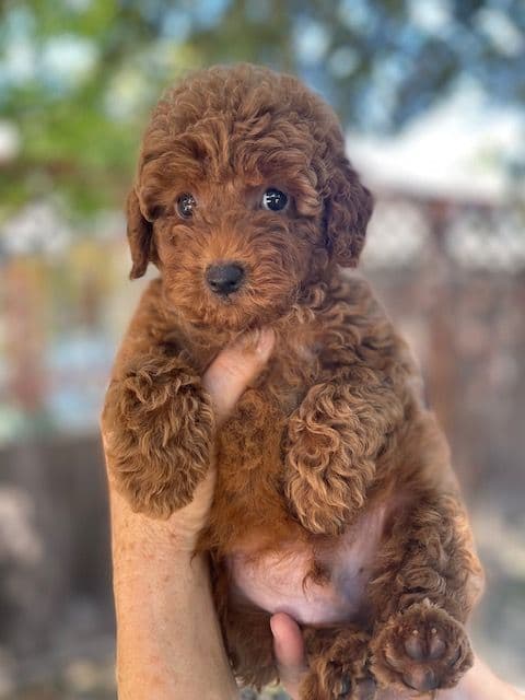 3 boys 2 girls- Beautiful adorably sweet potty trained breeder image 8
