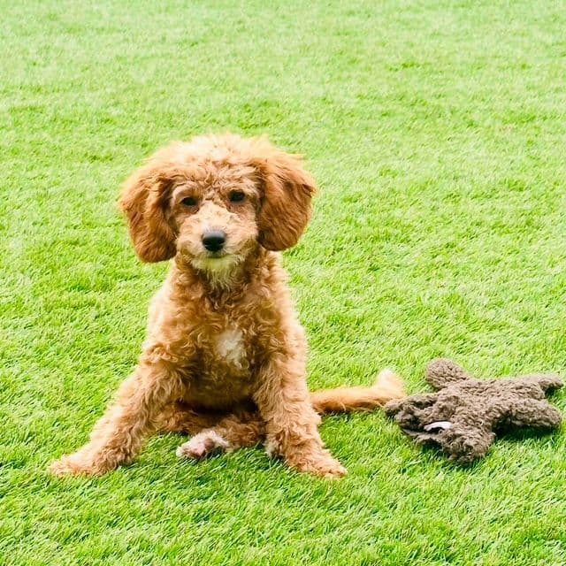 3 boys 2 girls- Beautiful adorably sweet potty trained breeder image 10
