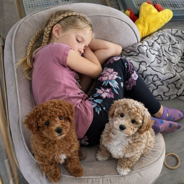 3 boys 2 girls- Beautiful adorably sweet potty trained breeder image 3