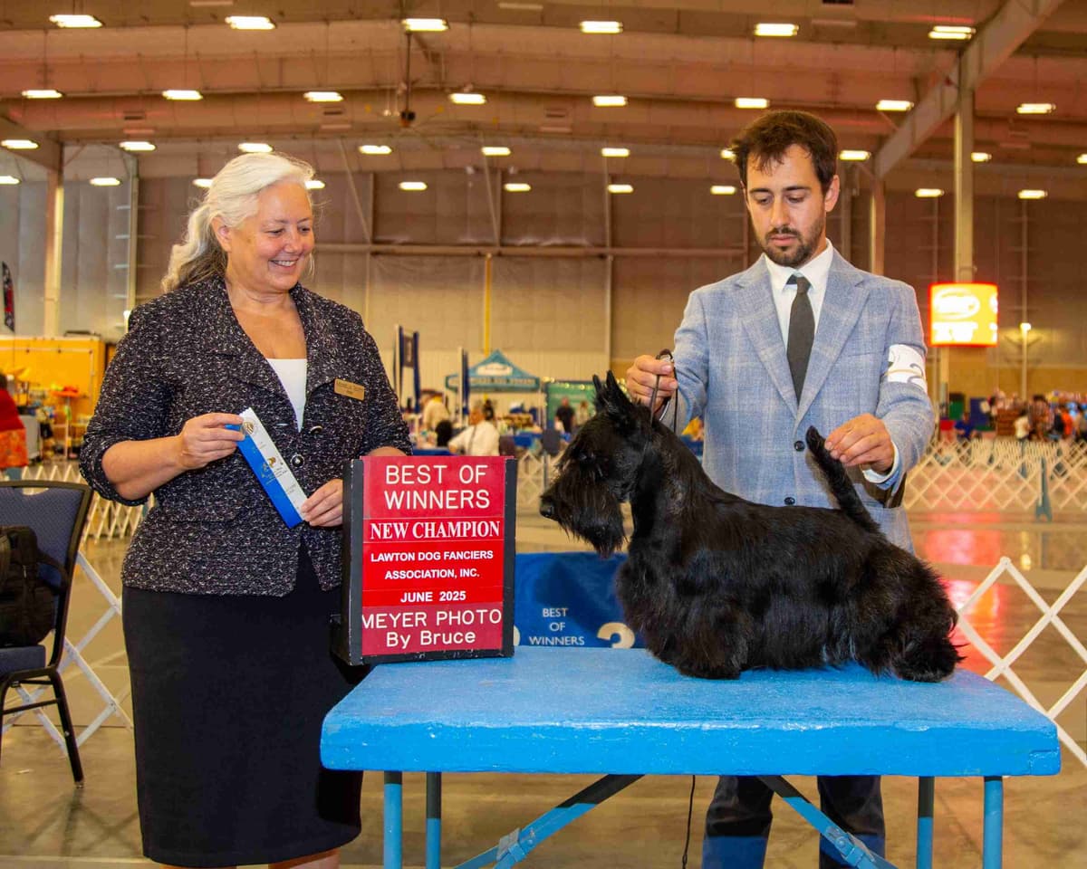 Scottish Terrier Puppies breeder image 1