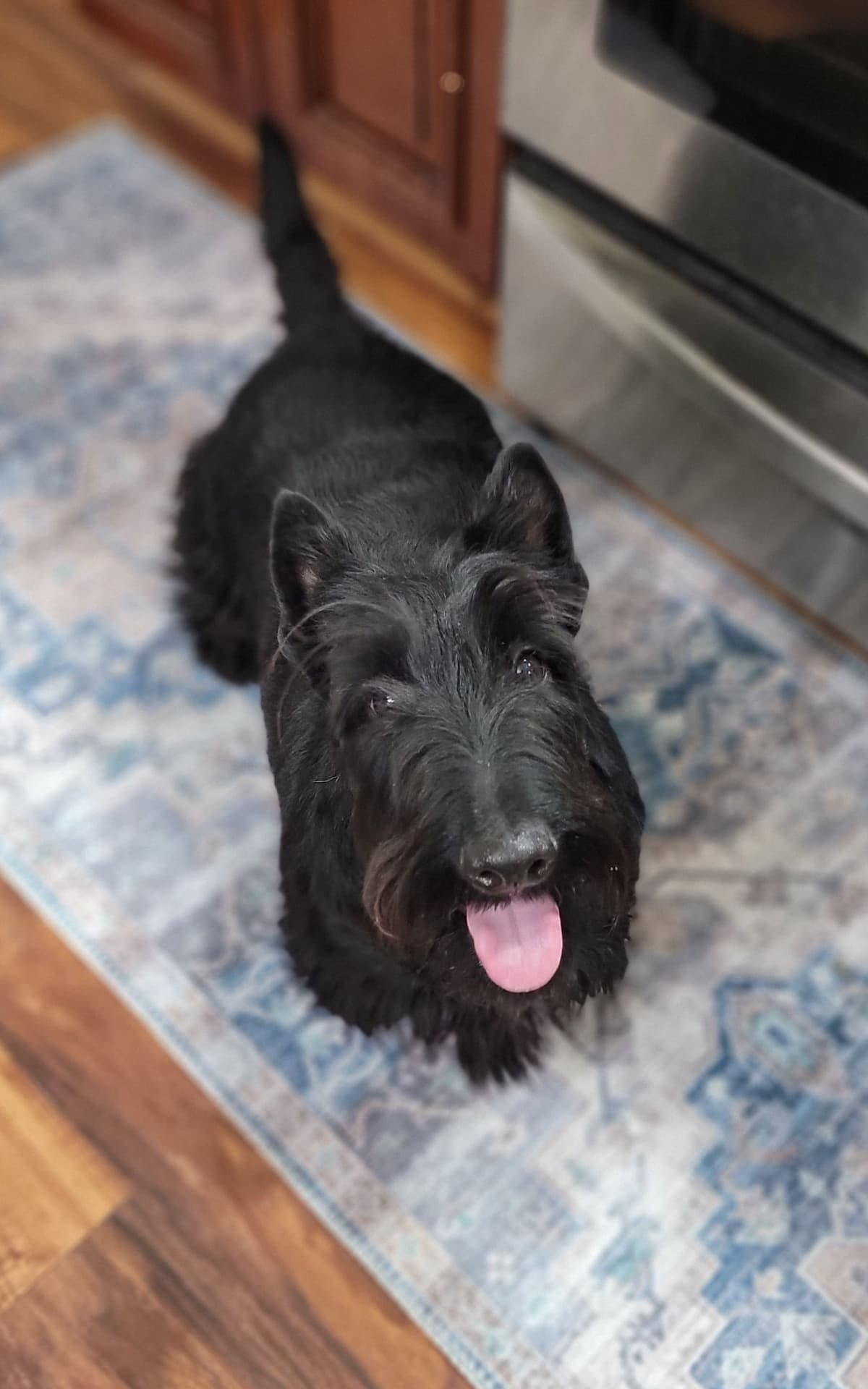 Scottish Terrier Puppies breeder image 3