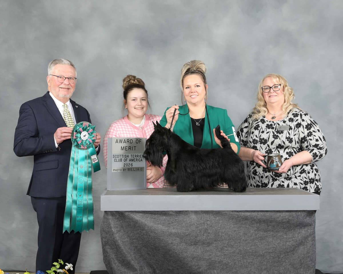 Scottish Terrier Puppies breeder image 4