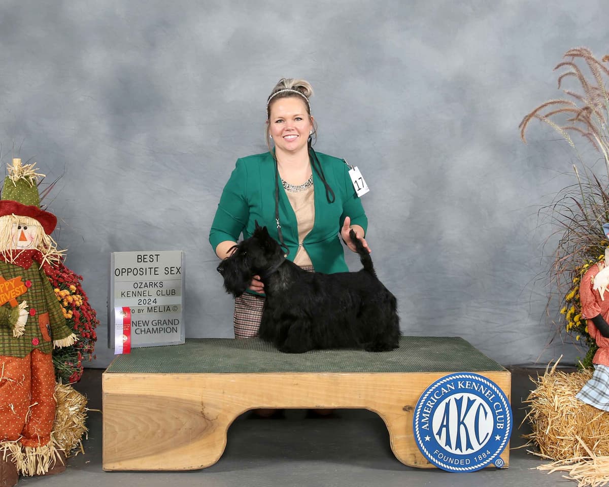 Scottish Terrier Puppies breeder image 5