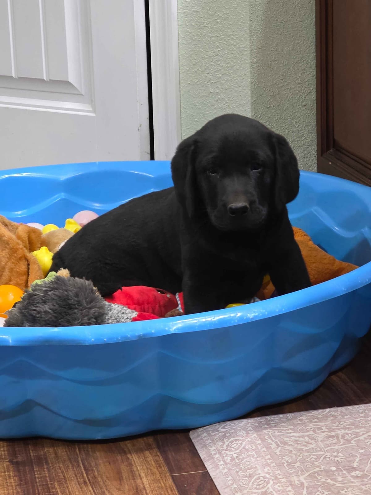 Scottish Terrier Puppies breeder image 7