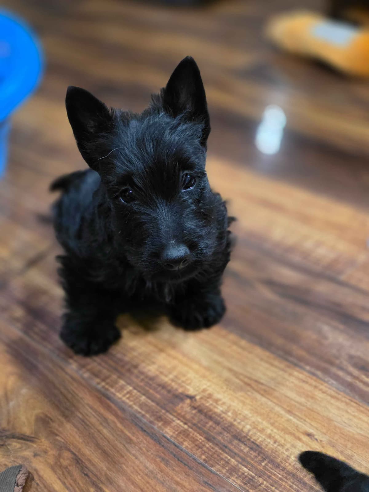 Scottish Terrier Puppies breeder image 8