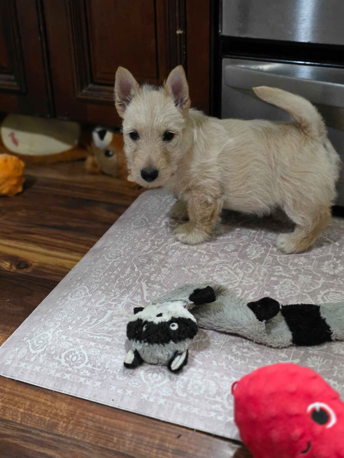 Scottish Terrier Puppies breeder image 10