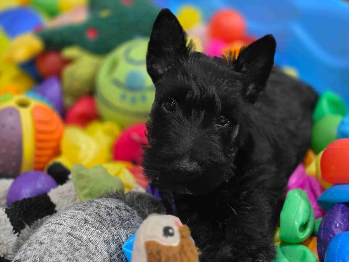 Scottish Terrier Puppies breeder image 11