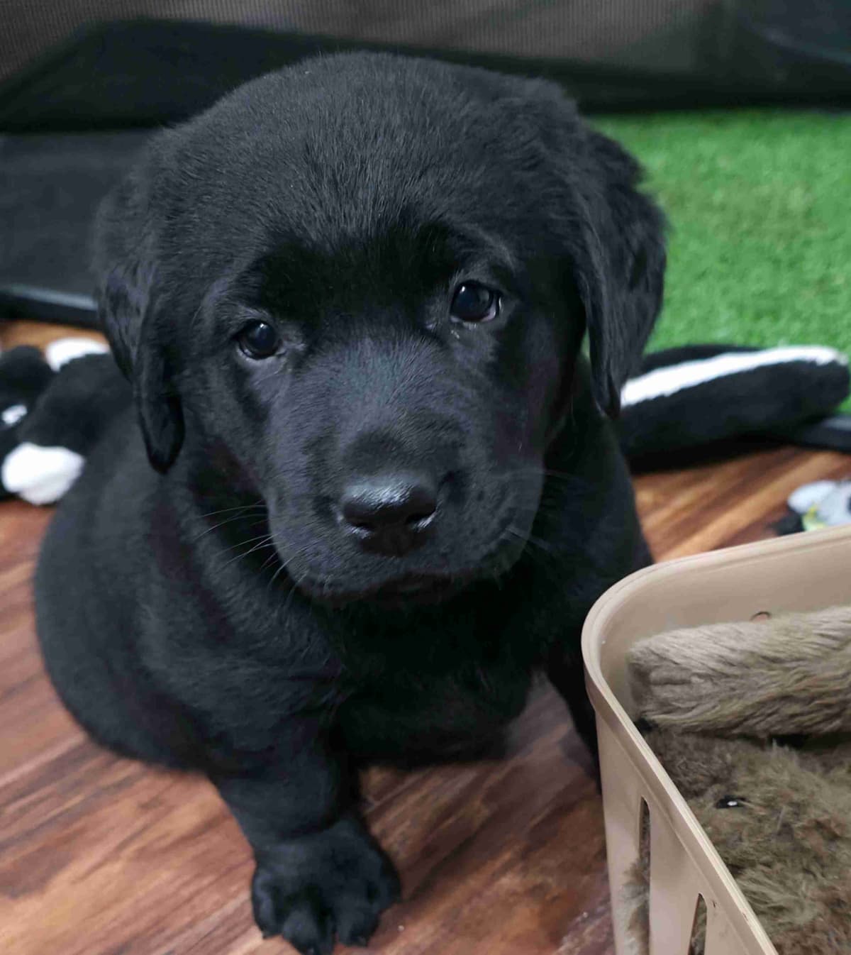 Scottish Terrier Puppies breeder image 13