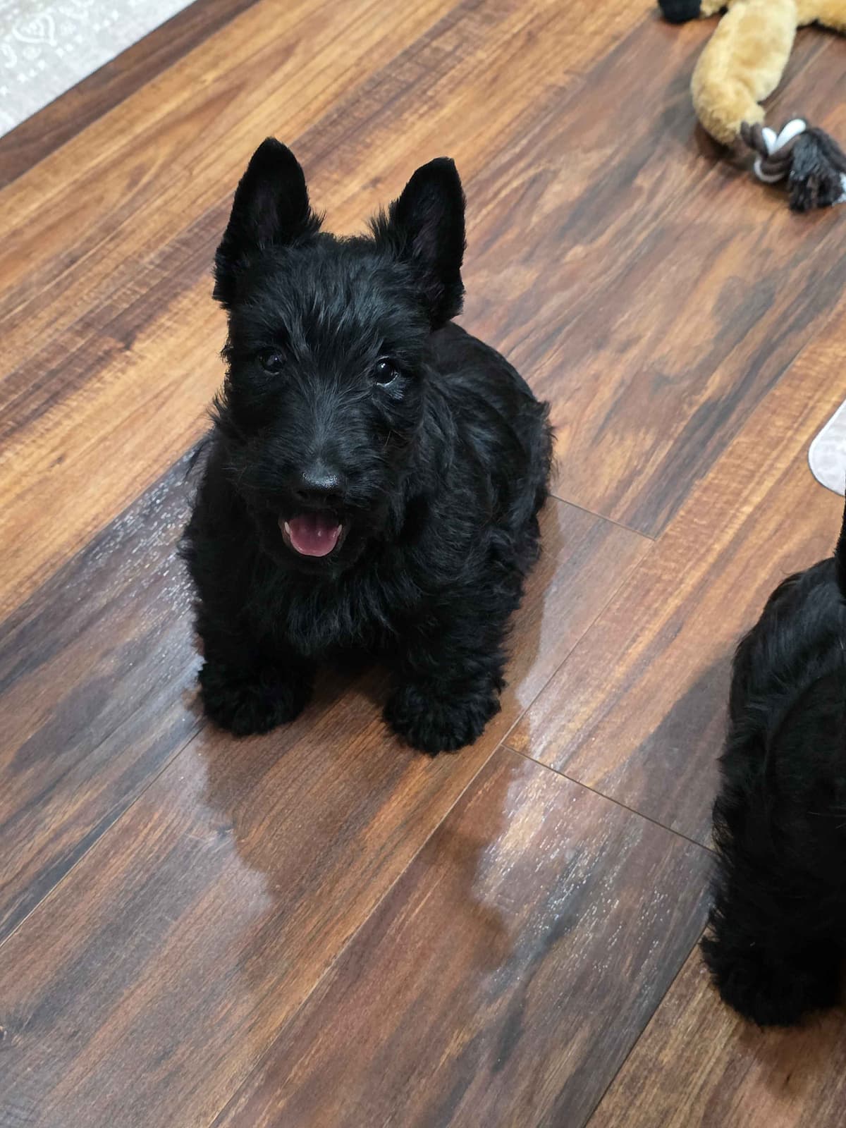 Scottish Terrier Puppies breeder image 15
