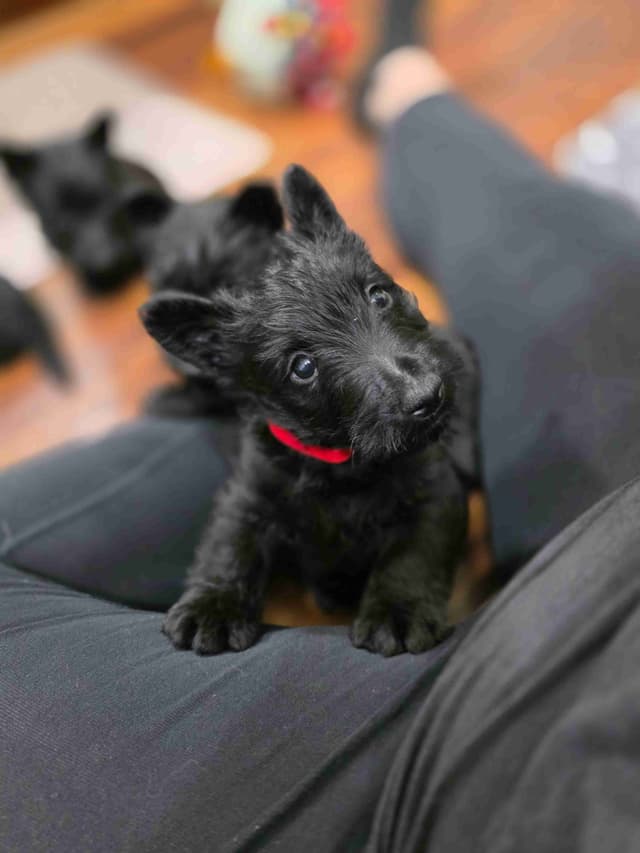 Scottish Terrier Puppies media 2