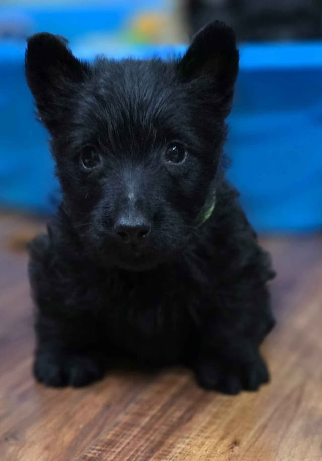 Scottish Terrier Puppies media 3