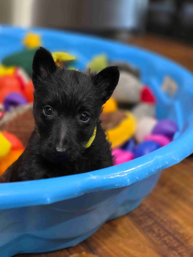 Scottish Terrier Puppies media 4