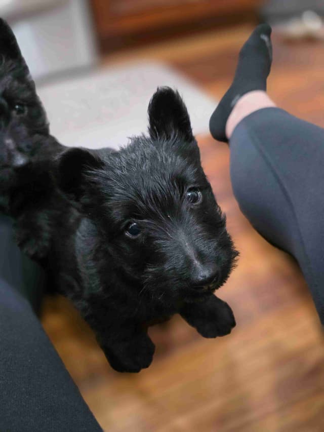Scottish Terrier Puppies media 5