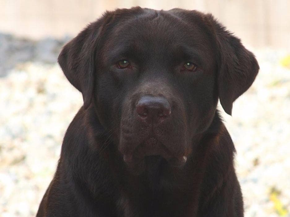 English AKC Grand Championed Sire All Health Clearances breeder image 1