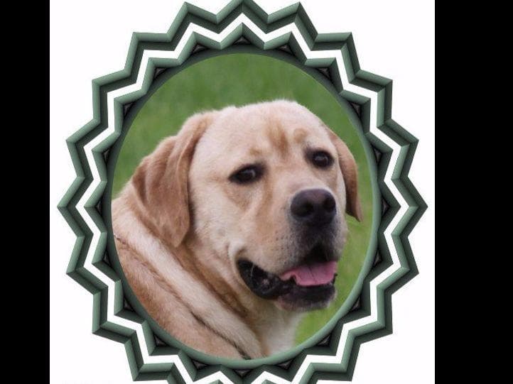 English AKC Grand Championed Sire All Health Clearances breeder image 2