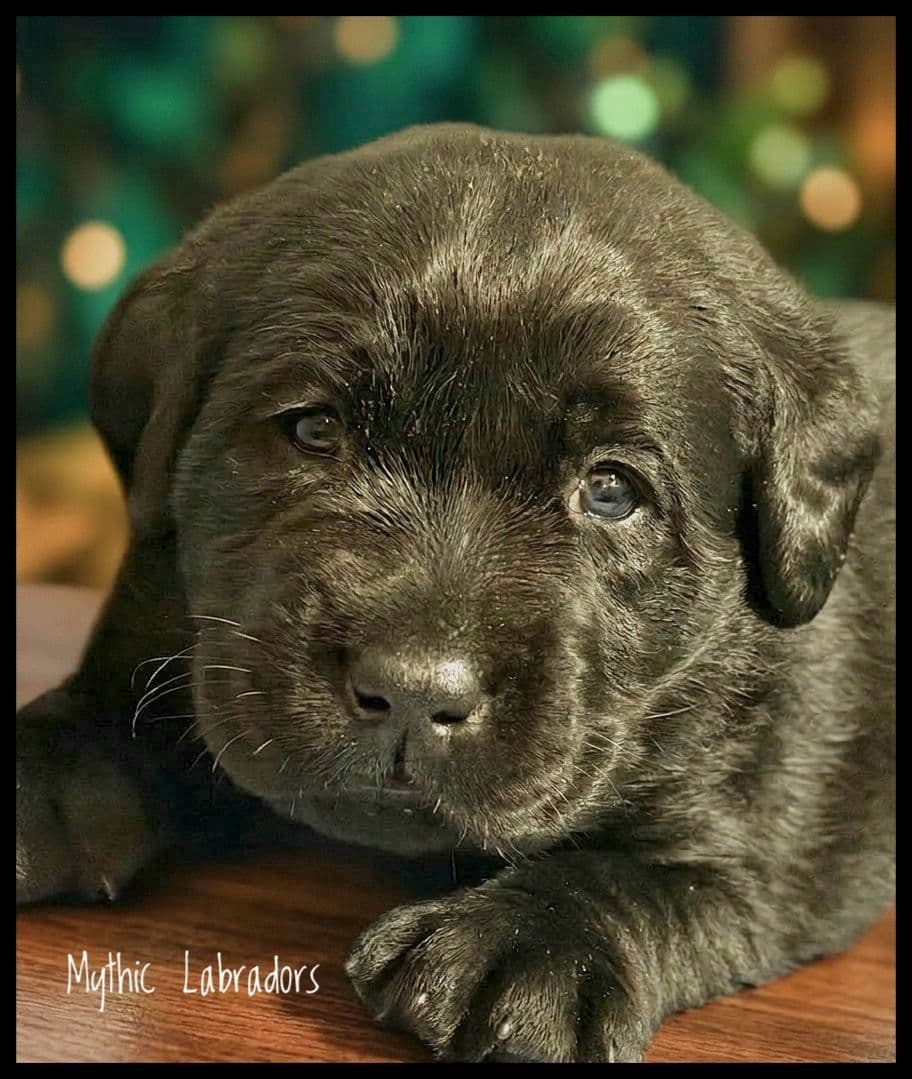 English AKC Grand Championed Sire All Health Clearances breeder image 7