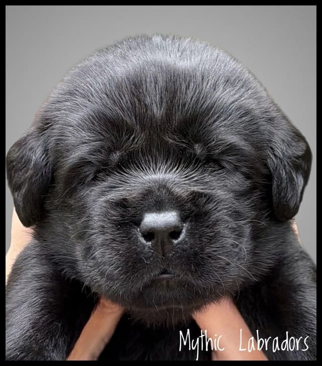 English AKC Grand Championed Sire All Health Clearances media 3