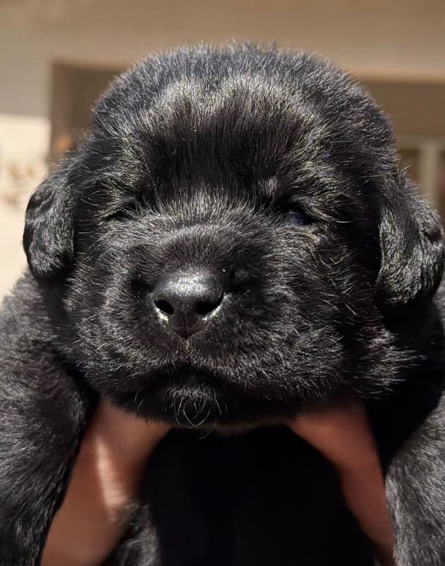 English AKC Grand Championed Sire All Health Clearances media 5