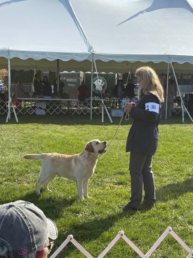 English AKC Grand Championed Sire All Health Clearances media 7