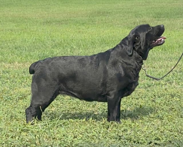 English AKC Grand Championed Sire All Health Clearances media 9