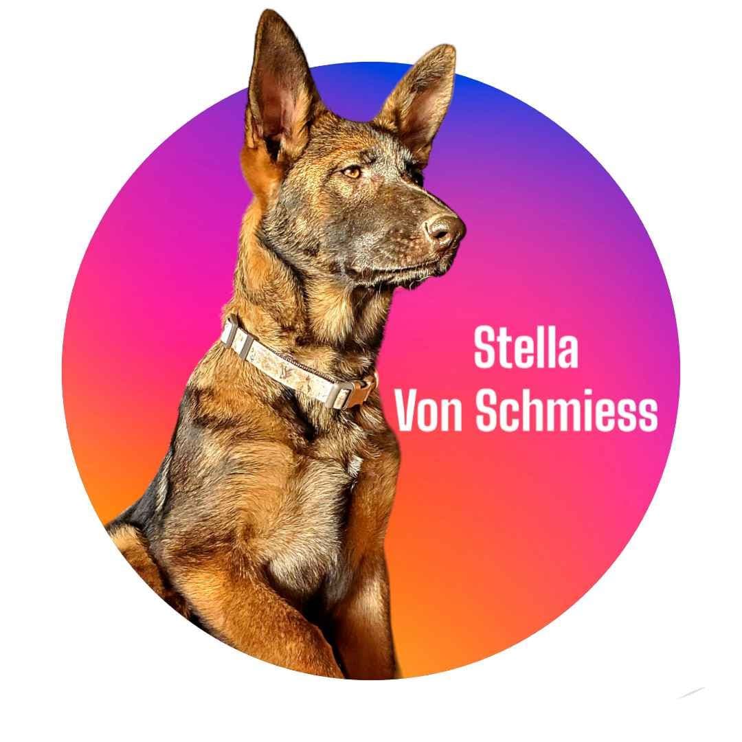 Long Coat German Shepherd Dog Puppies breeder image 3