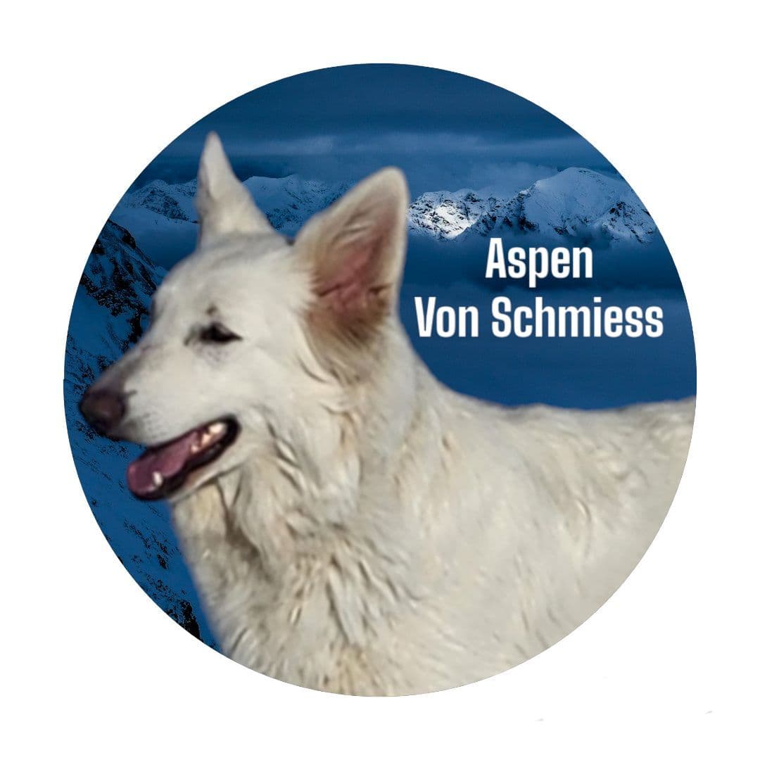 Long Coat German Shepherd Dog Puppies breeder image 6