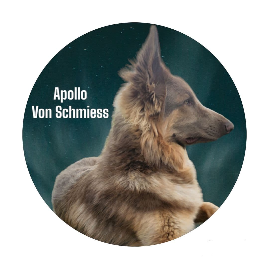 Long Coat German Shepherd Dog Puppies breeder image 5