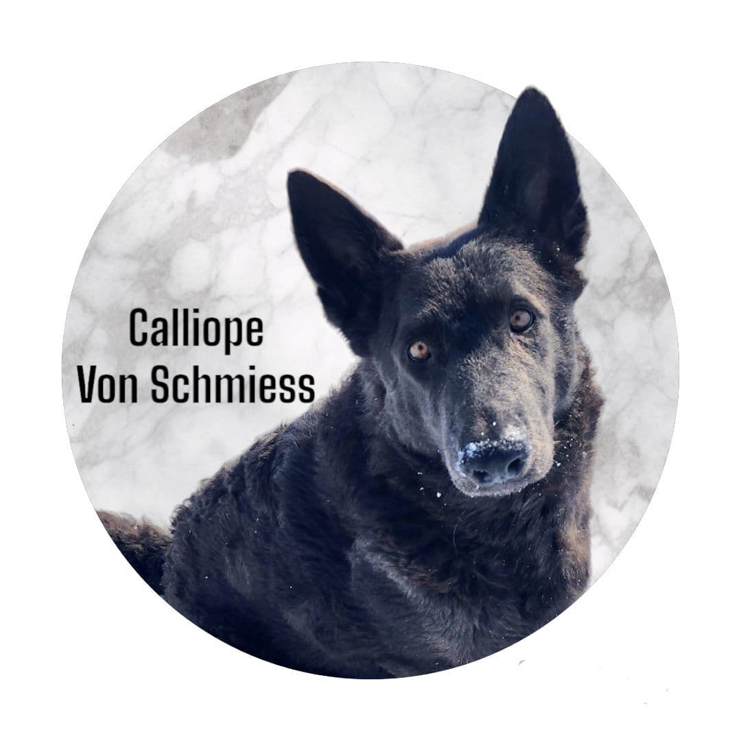 Long Coat German Shepherd Dog Puppies breeder image 4