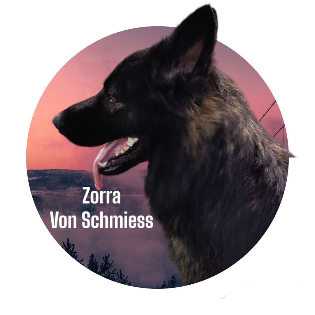 Long Coat German Shepherd Dog Puppies breeder image 8