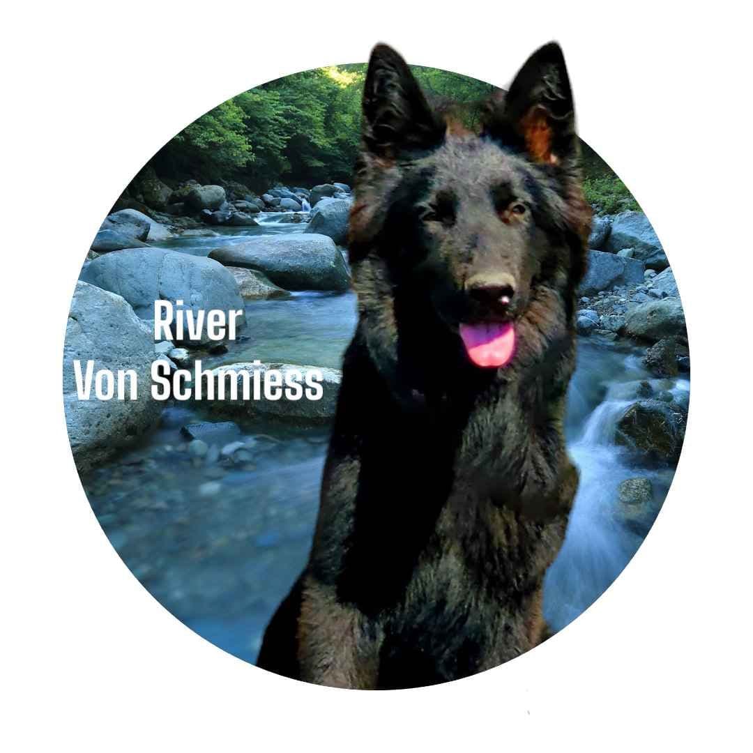 Long Coat German Shepherd Dog Puppies breeder image 2