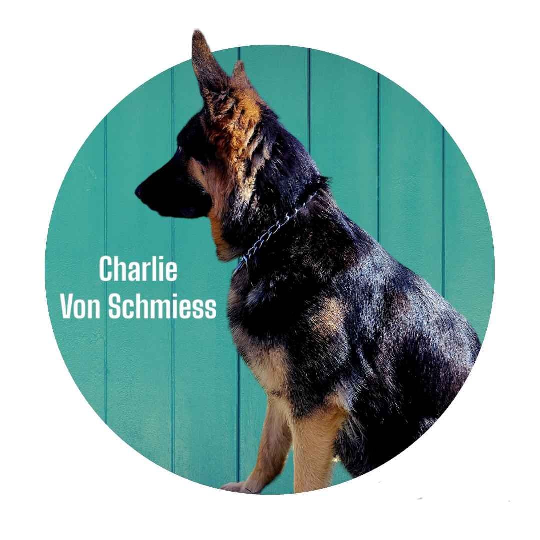 Long Coat German Shepherd Dog Puppies breeder image 7
