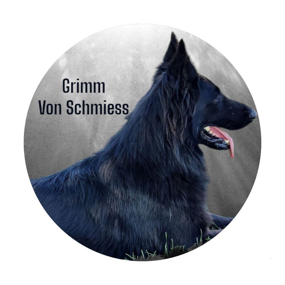 Long Coat German Shepherd Dog Puppies breeder image 9