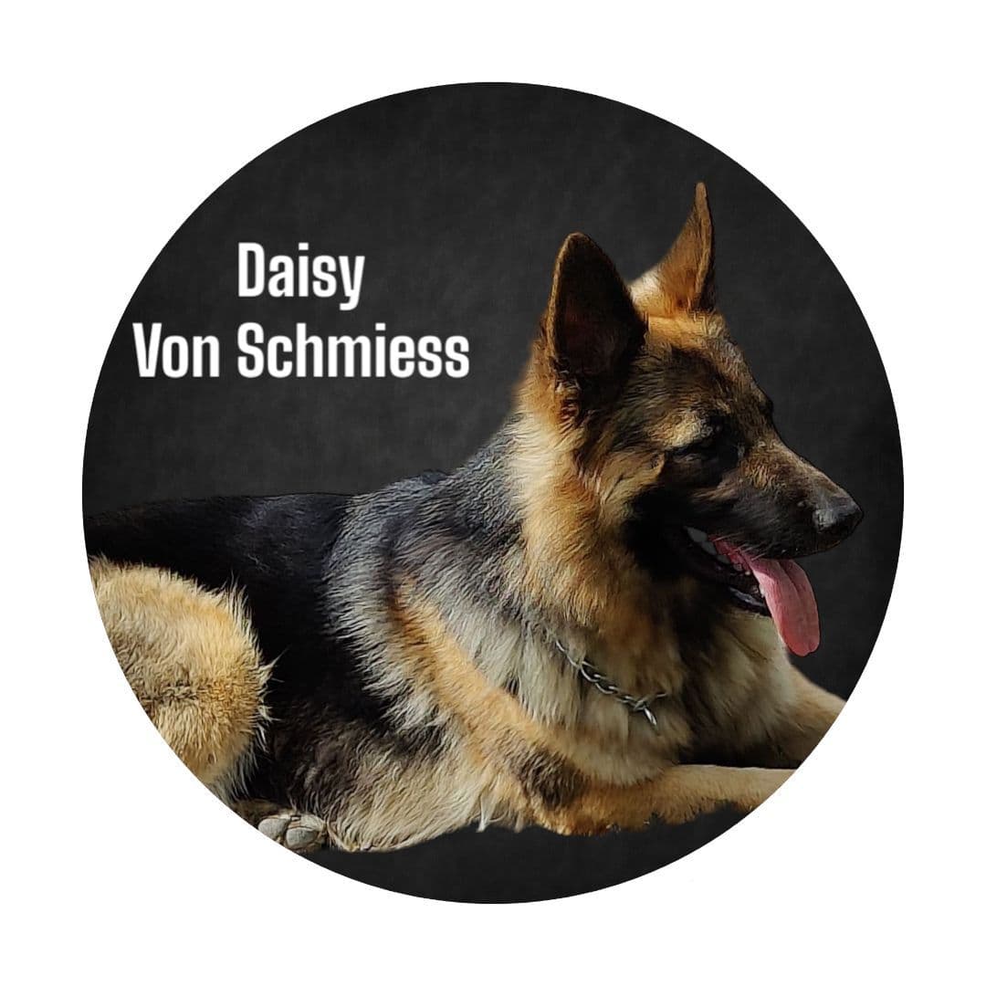 Long Coat German Shepherd Dog Puppies breeder image 10