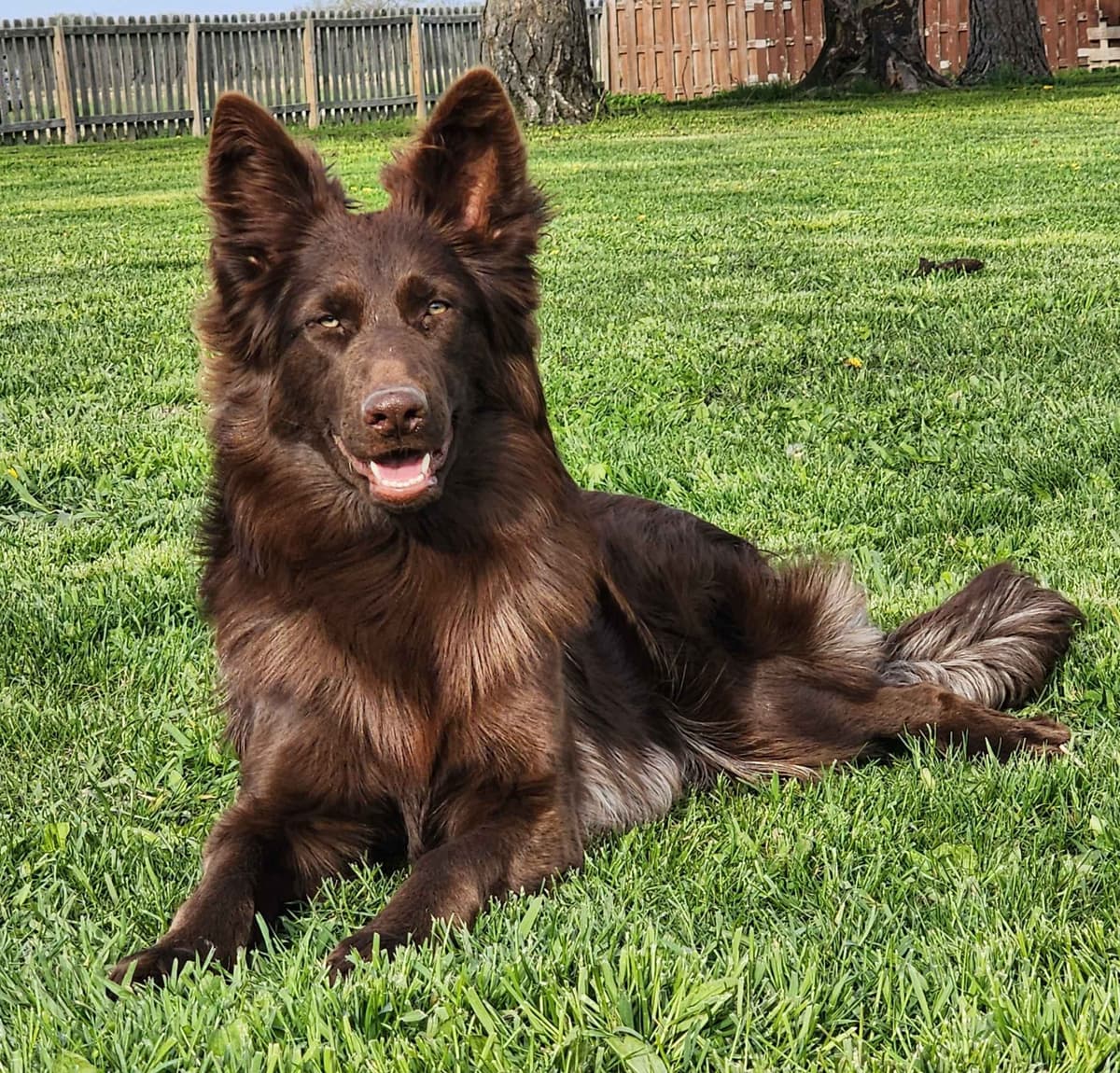 Long Coat German Shepherd Dog Puppies breeder image 1