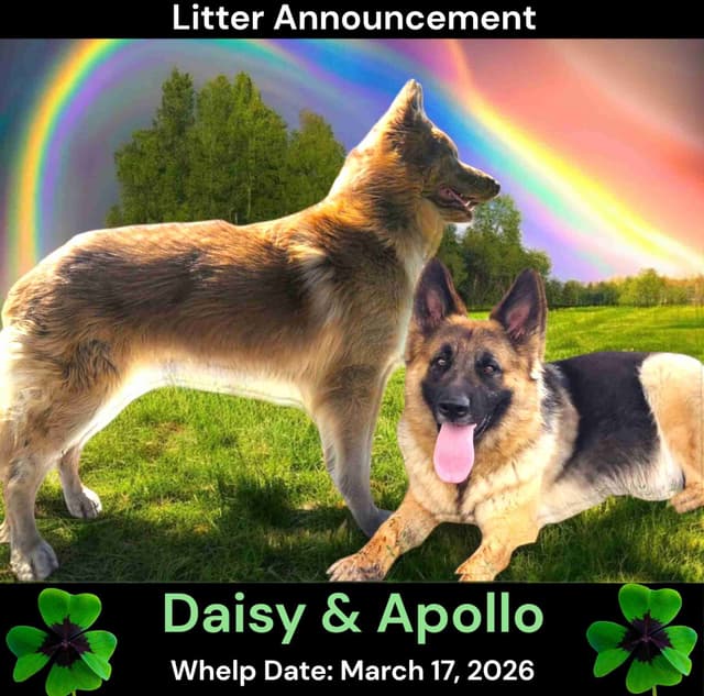 Izzy and Blue Long Coat German Shepherd Dog Puppies media 7
