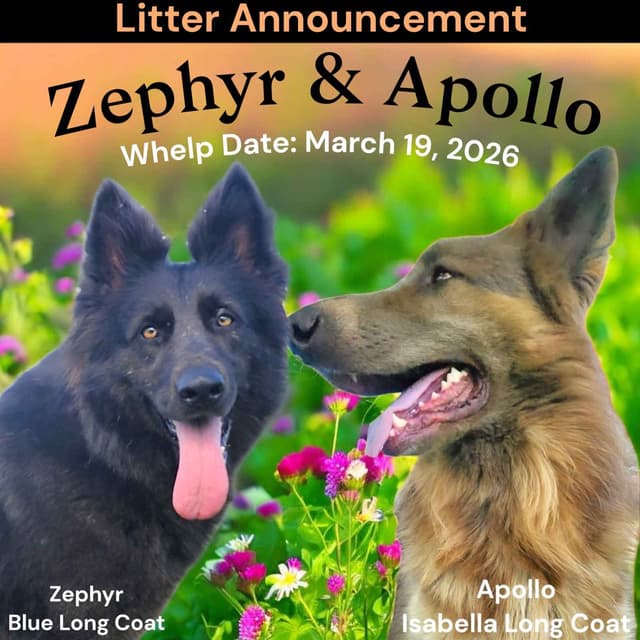 Blue Long Hair German Shepherd Dog Puppies media 9