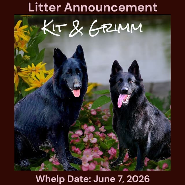 Long Coat German Shepherd Dog Puppies media 15